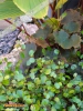 Foto 333 von Saxifraga fortunei</i> 