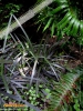 Foto vonOphiopogon planiscapus 
