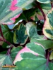 Foto vonHouttuynia cordata 