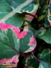 Foto vonHouttuynia cordata 