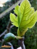 Foto vonFicus carica
(Feigenbaum)