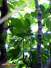 Foto vonFicus carica
(Feigenbaum)