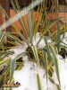Foto vonYucca filamentosa 