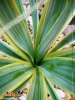 Foto vonYucca gloriosa 