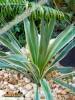 Foto vonYucca gloriosa 