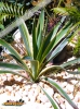 Foto 365 von Yucca gloriosa</i> 