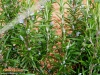 Foto vonRosmarinus officinalis
(Rosmarin)