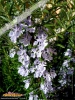 Foto vonRosmarinus officinalis
(Rosmarin)