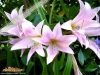 Foto vonCrinum × powellii
(Powells Hakenlilie)