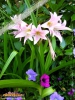 Foto 379 von Crinum </i>×<i> powellii
