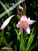 Foto vonCrinum × powellii
(Powells Hakenlilie)