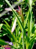 Foto 383 von Crinum </i>×<i> powellii