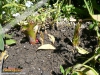 Foto 385 von Crinum </i>×<i> powellii