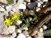 Foto vonDelosperma congestum:
Foto ansehen