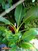Foto vonMusella lasiocarpa
(Lotusbanane)