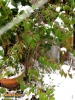 Foto von Scharlachfuchsie ’Gracilis’ (Fuchsia magellanica</i> 