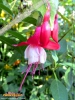 Foto vonFuchsia magellanica 
