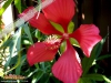 Foto vonHibiscus coccineus
(Scharlachroter Roseneibisch)