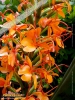 Foto vonHedychium coccineum 