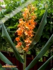 Foto vonHedychium coccineum 