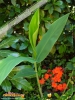 Foto 417 von Hedychium coccineum</i> 
