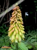 Foto vonKniphofia uvaria
(Schopf-Fackellilie)