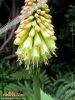 Foto vonKniphofia uvaria
(Schopf-Fackellilie)