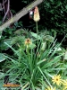 Foto 423 von Kniphofia uvaria
