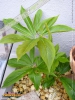 Foto vonPinellia pedatisecta
(Fußblättrige Pinellie)