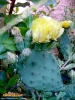 Foto vonOpuntia howeyi:
Foto ansehen