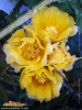 Foto vonOpuntia howeyi:
Foto ansehen