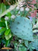Foto 437 von Opuntia howeyi