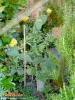 Foto 441 von Opuntia howeyi