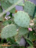 Foto 443 von Opuntia howeyi