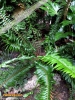 Foto vonPolystichum munitum
(Gemeiner Schwertfarn)