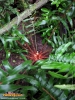 Foto 447 von Polystichum munitum