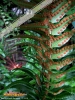 Foto 449 von Polystichum munitum