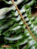 Foto vonPolystichum munitum
(Gemeiner Schwertfarn)