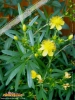 Foto vonHypericum densiflorum
(Dichtblütiges Johanniskraut)