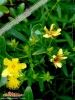 Foto 455 von Hypericum densiflorum