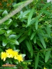 Foto 457 von Hypericum densiflorum