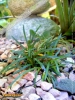 Foto vonOphiopogon japonicus 