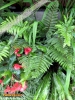 Foto 461 von Polystichum polyblepharum