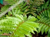 Foto vonPolystichum polyblepharum
(Japanischer Glanzschildfarn)