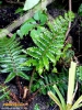 Foto vonPolystichum polyblepharum
(Japanischer Glanzschildfarn)
