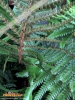 Foto 469 von Polystichum polyblepharum