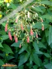 Foto vonPhygelius × rectus
(Kapfuchsie)