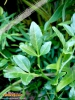 Foto vonPoncirus trifoliata
(Dreiblättrige Bitterorange)