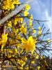 Foto vonJasminum nudiflorum
(Winter-Jasmin)