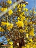 Foto vonJasminum nudiflorum
(Winter-Jasmin)
